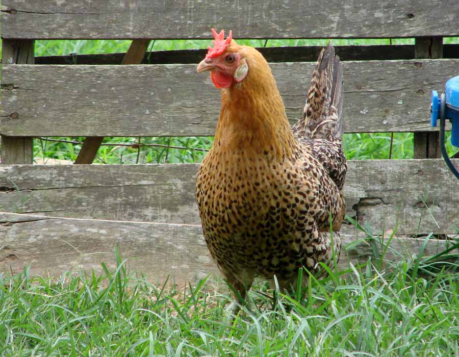 08-05-09-Sicilian-Buttercup-hen.jpg