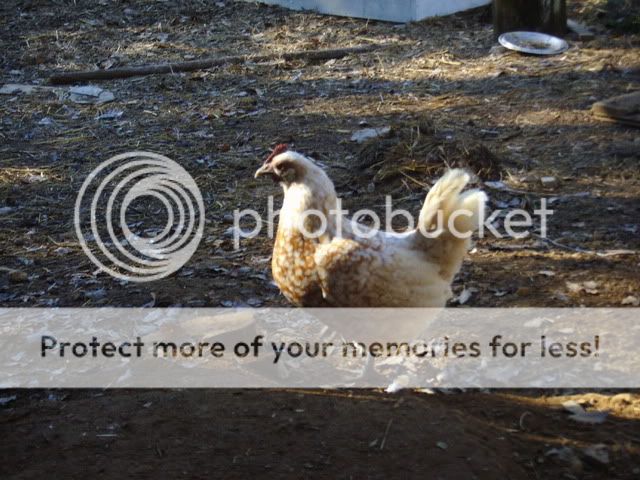 chicks041.jpg