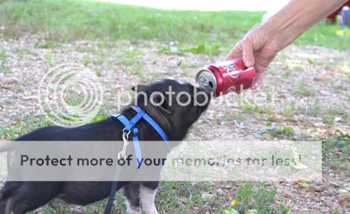 rottenpig.jpg