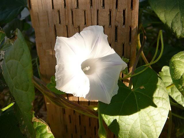 MorningGlory.jpg
