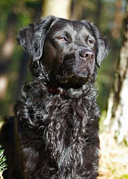 black-crossbreed.jpeg