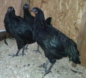 groupshot-14wks.jpg