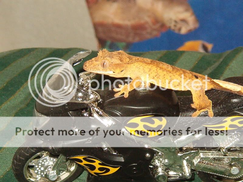 IM001958.jpg