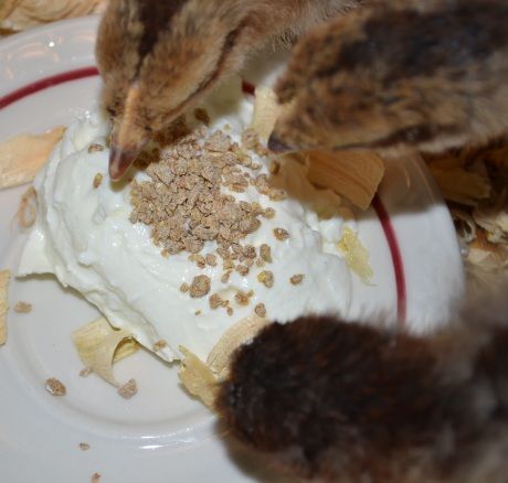 somechickfeedonyogurt.jpg