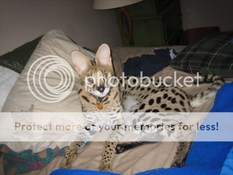 marleybed.jpg