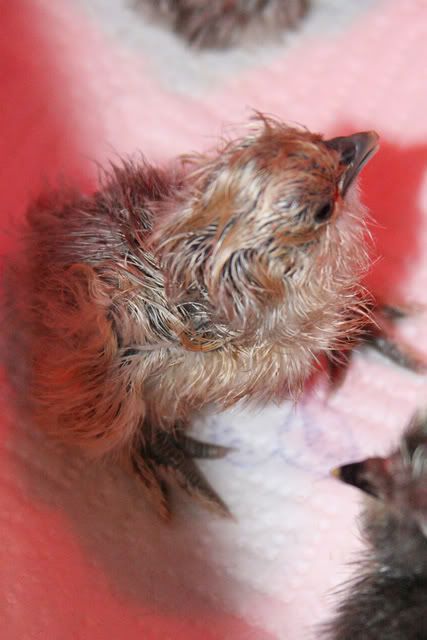 silkiechick.jpg