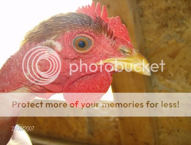 Chickens-December162007008.jpg