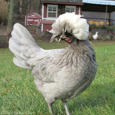 White-Crested-blue-polish.jpg