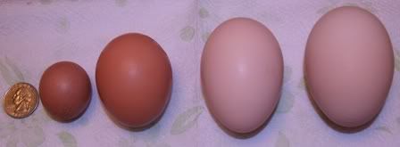 eggs001.jpg