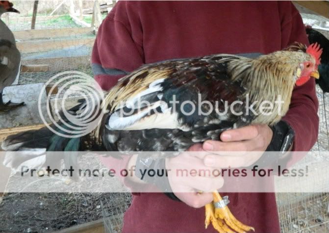 chickens359-1.jpg