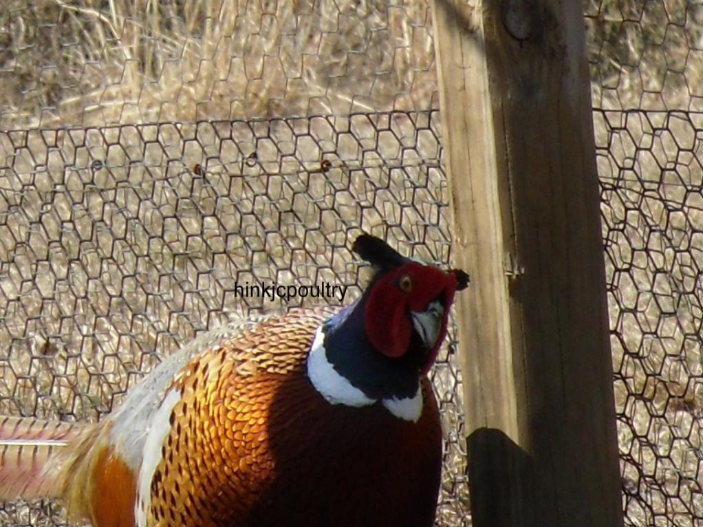 lavenderpheasant031.jpg