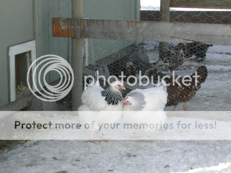 DSCN5154.jpg