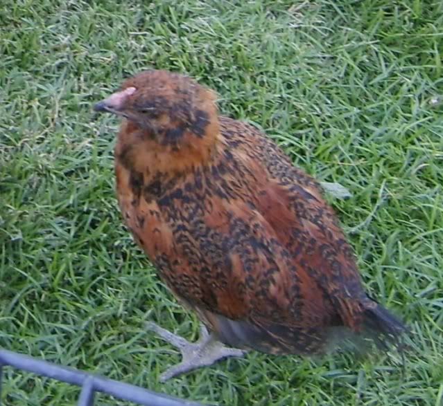 65weekoldchicks006.jpg
