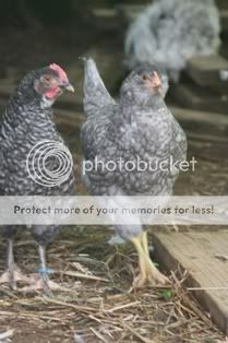 5262009chickens018.jpg