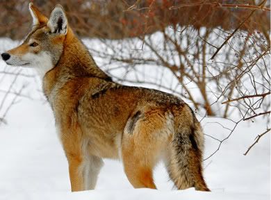 red_wolf-1.jpg