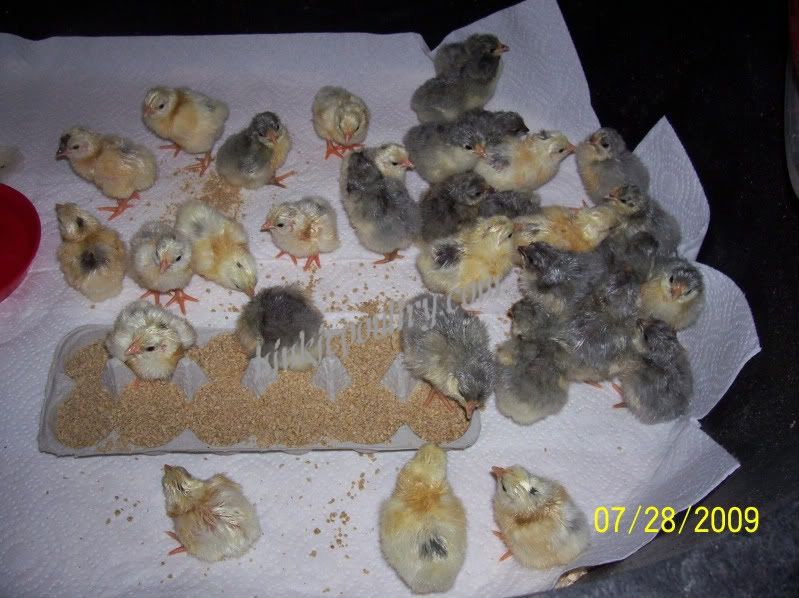 lavmottledorpchicks007.jpg