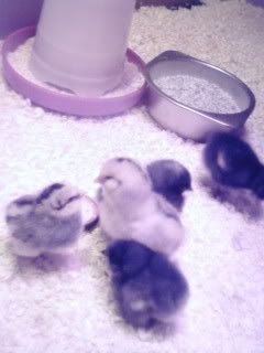 Bostonandchickens005.jpg