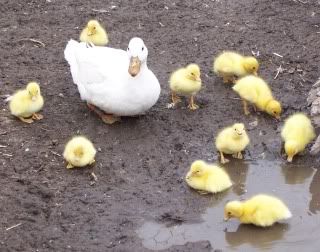 ducklings1.jpg
