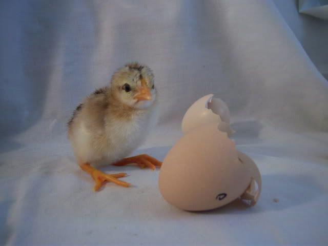 firstchicks022.jpg