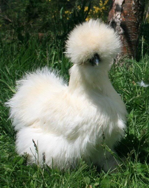 silkie1.jpg