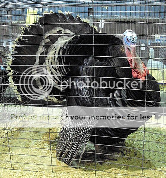 TurkeyTom02.jpg