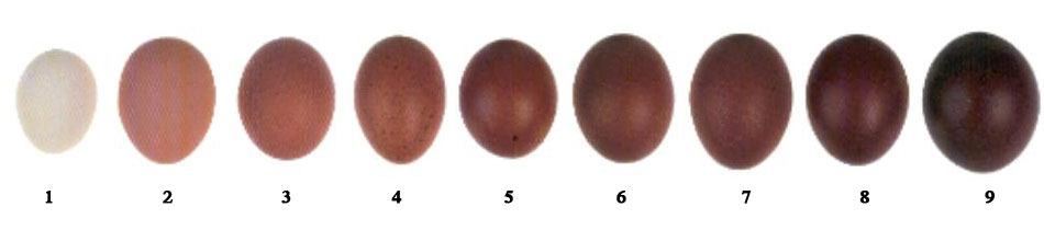maransscale1.jpg