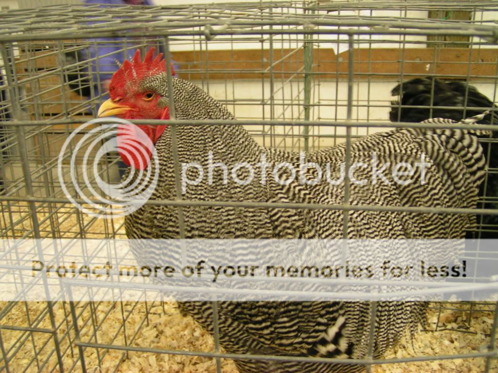 PICT0463.jpg