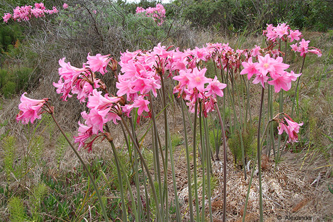 naked-lady-flowers-california.jpg