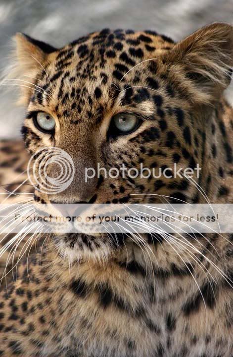 IndianLeopard1.jpg