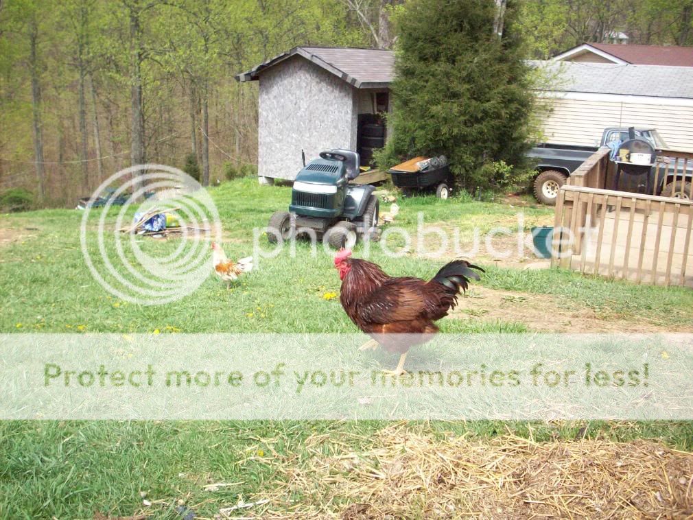 Chickens004.jpg