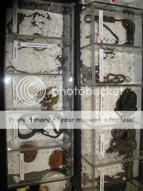 reptileshow013.jpg