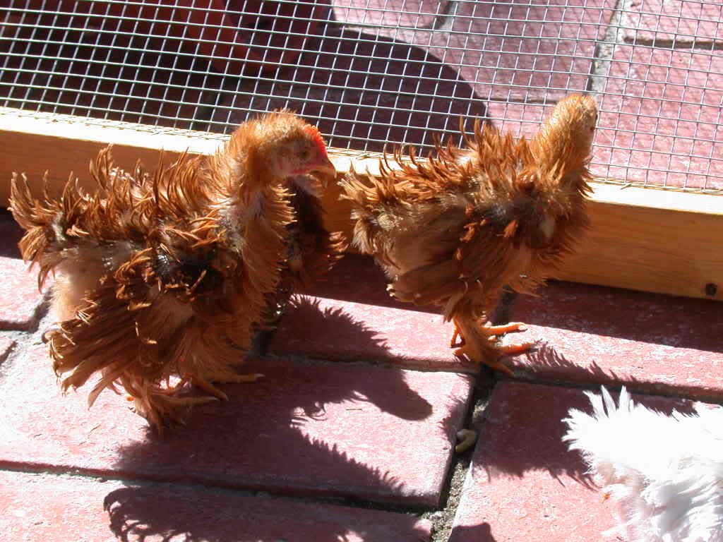 redfrizzleroo-6wks-june302008.jpg