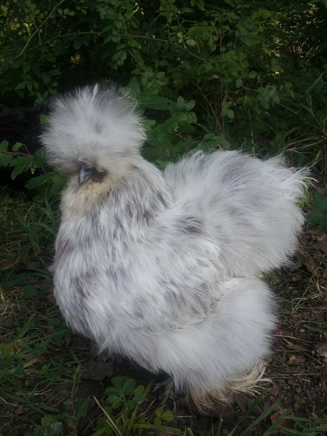 900x900px-LL-8f388fcd_Splashpullet3.jpeg