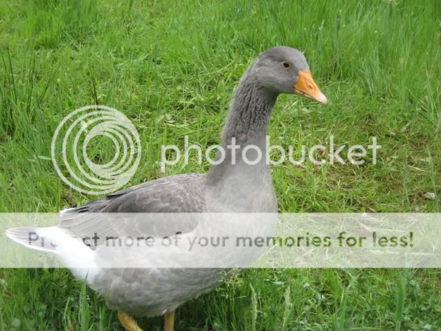 IMG_4145.jpg