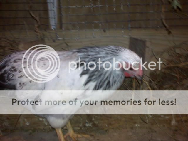 IMG00269.jpg