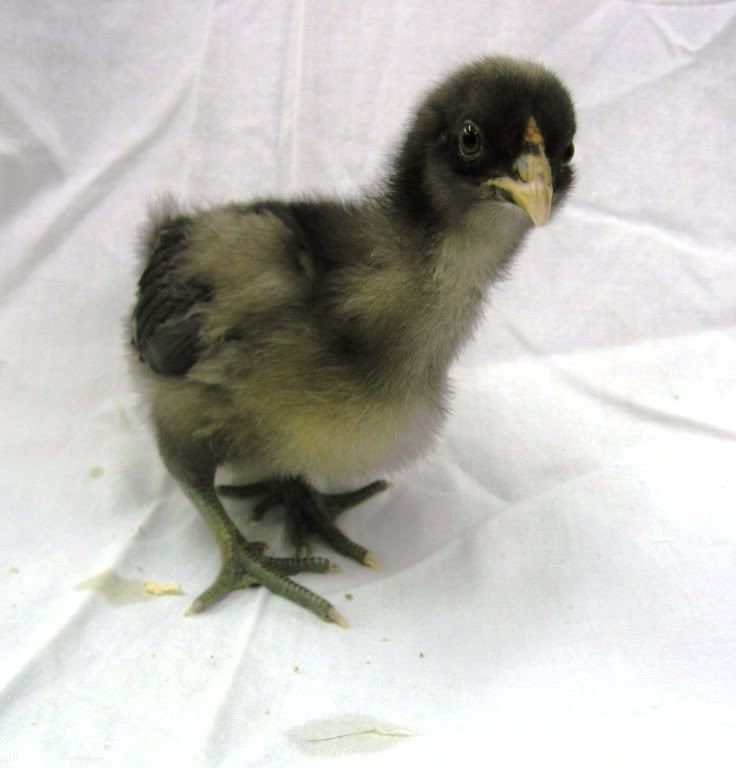 chicksfeb2010024.jpg