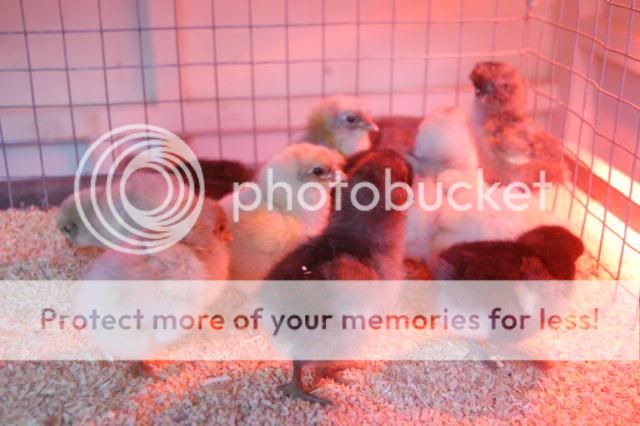 Spring2010Chicks076.jpg