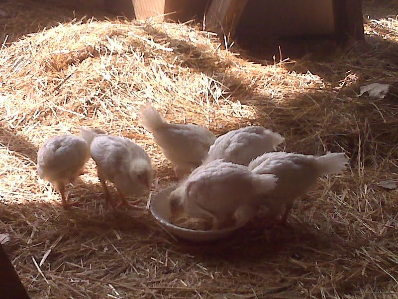 Chicken2.jpg
