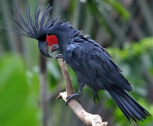 black-palm-cockatoo.jpg