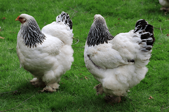 Brahma-Chicken-Size.png