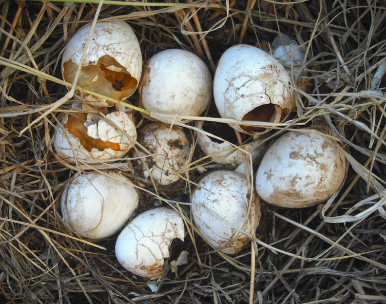 snake-eggs.jpg