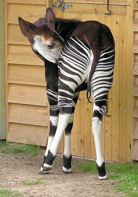 okapi_05.jpg