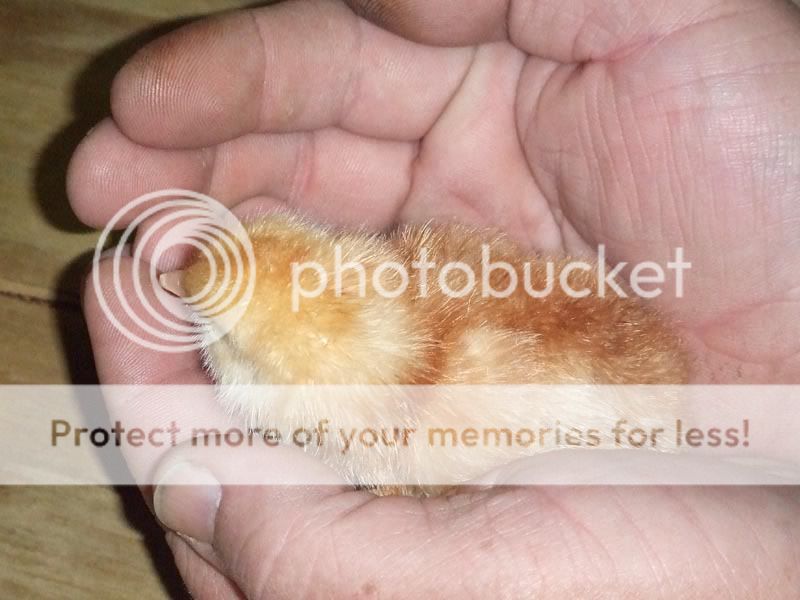 1dayold.jpg