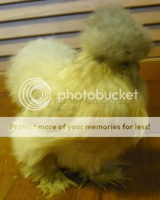 PIpullet7.jpg