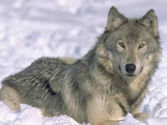 tender-snow-wolf.jpg2.jpg