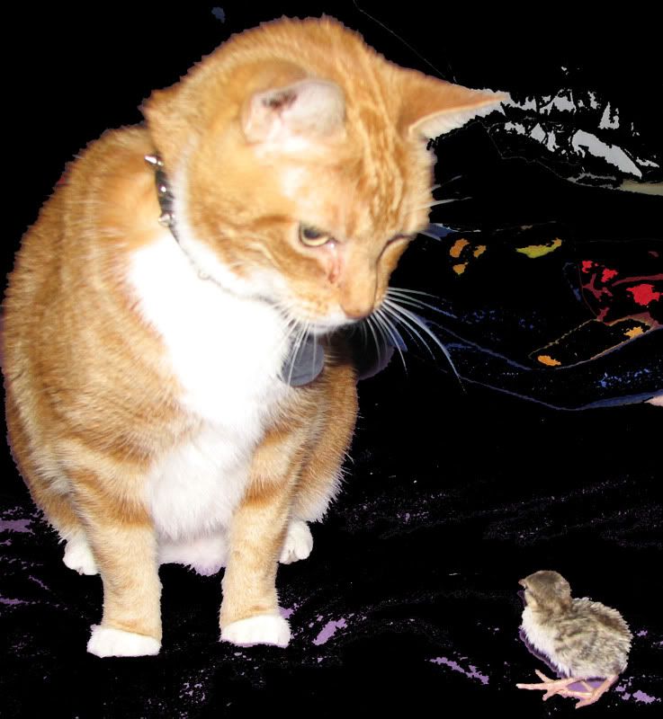 ChookSmall.jpg