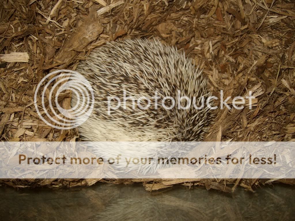 Picture433.jpg