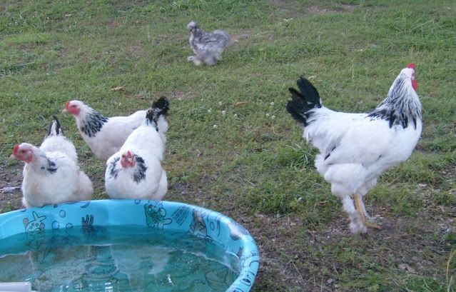 flock074.jpg