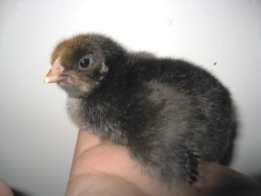 Chick_lightenedER.jpg