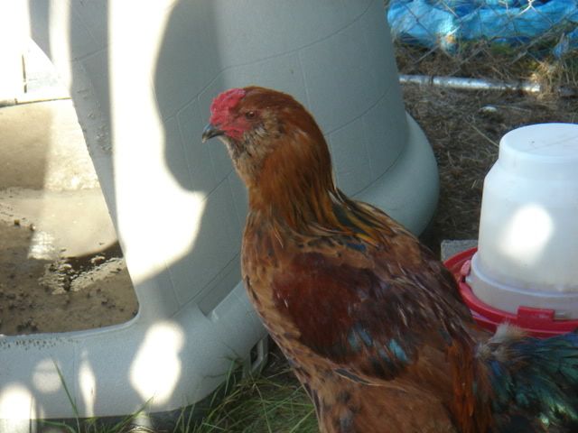 DSC04519.jpg